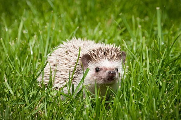 Hedgehog in the green grass — Stock Photo, Image