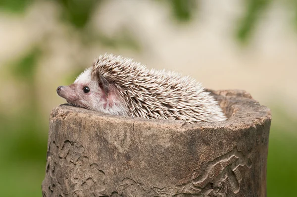 Hedgehog in the wild wood — Stock Photo, Image