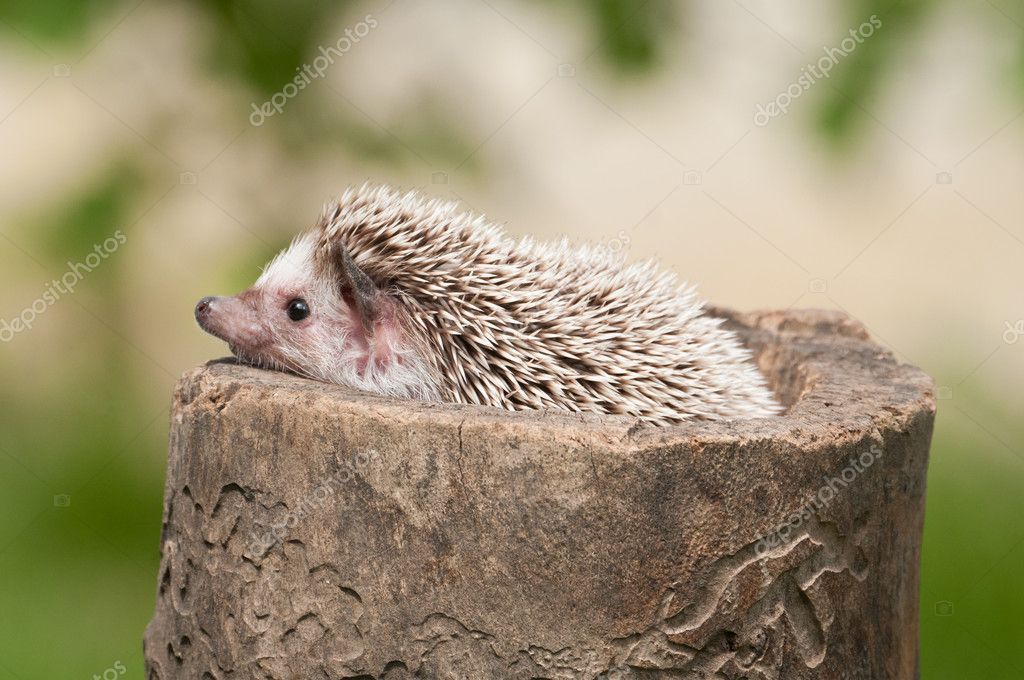 Hedgehog in the wild wood Stock Photo by ©zorandim 10442114