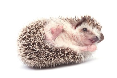 Hedgehog clipart