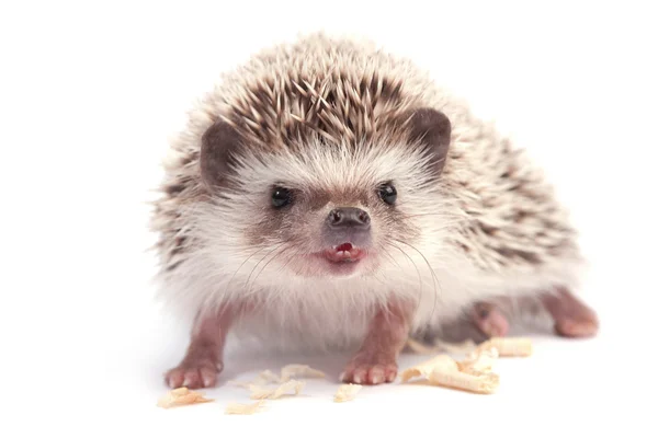 Hedgehog — Stock Photo, Image