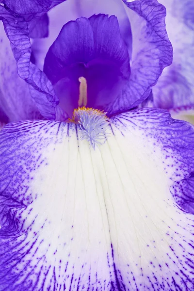 Iris flower macro — Stock Photo, Image
