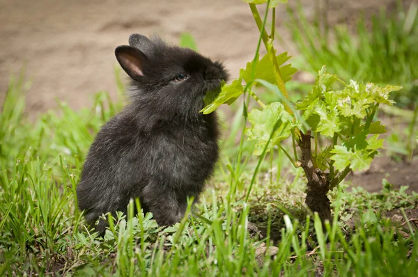 Lapin bébé lapin dans l'herbe verte — Photo