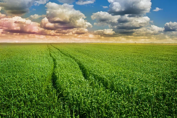 Zielone pole pszenicy — Zdjęcie stockowe