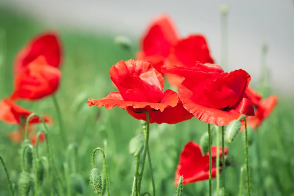 Röd corn vallmo blommor — Stockfoto