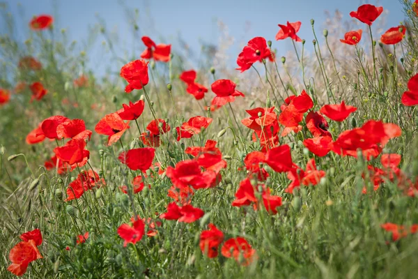 Red Corn Poppy Flowers — Stock Photo, Image