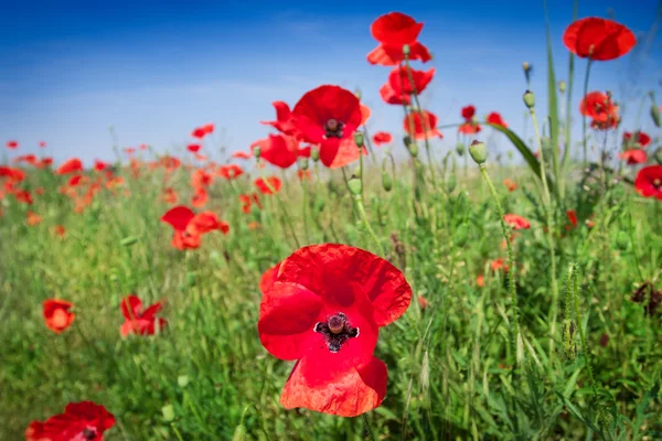 Röd corn vallmo blommor — Stockfoto