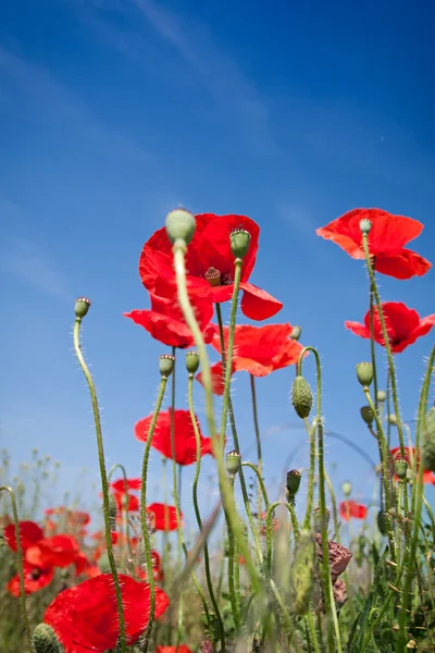 Red Corn Poppy Flowers — Stock Photo, Image