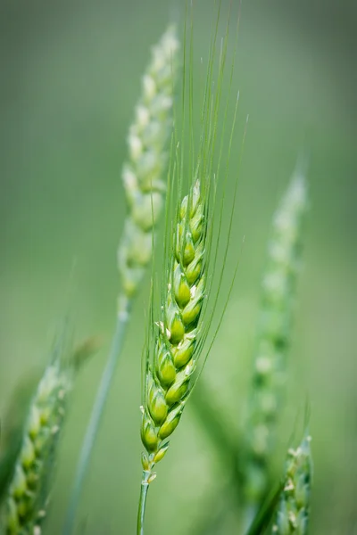 Πράσινο πεδίο σιταριού — Φωτογραφία Αρχείου