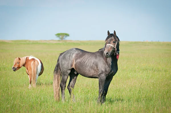 Krásné černé koně na hřišti — Stock fotografie