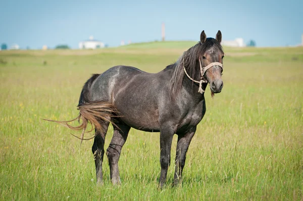 Vacker svart häst på fältet — Stockfoto