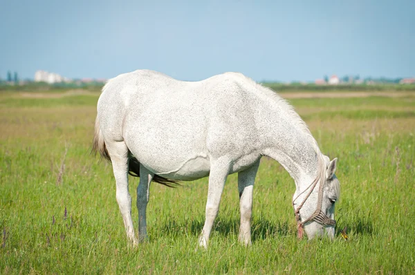 Beautiful white horse grazing on a ranch — Stock Photo, Image
