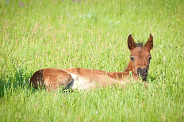 Foal on the pasture — Stock Photo, Image