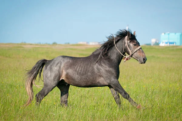Belo cavalo preto no campo — Fotografia de Stock