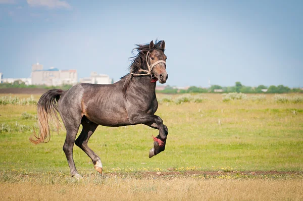 Beautiful black horse on the field — Stock Photo, Image