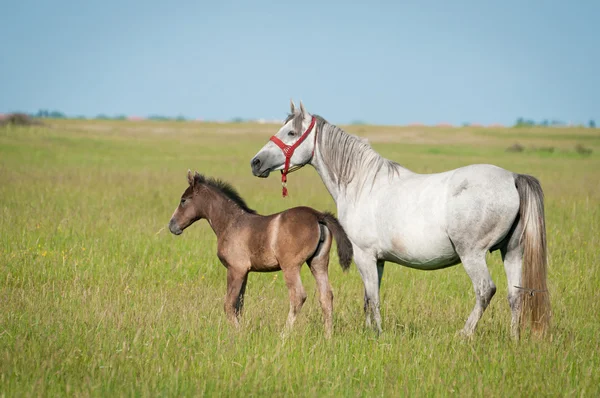Mare and Foal — Stock Photo, Image