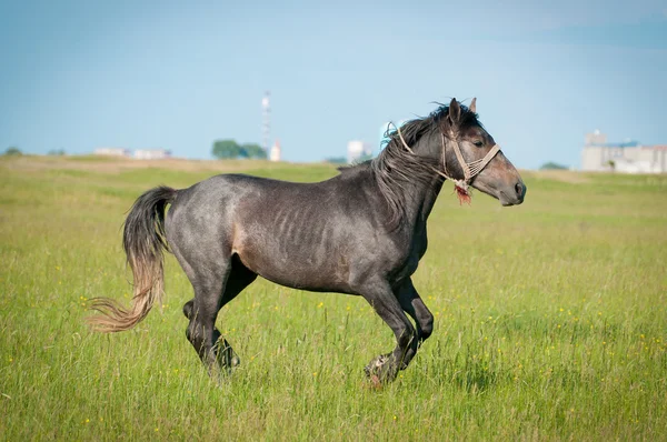 Vacker svart häst på fältet — Stockfoto