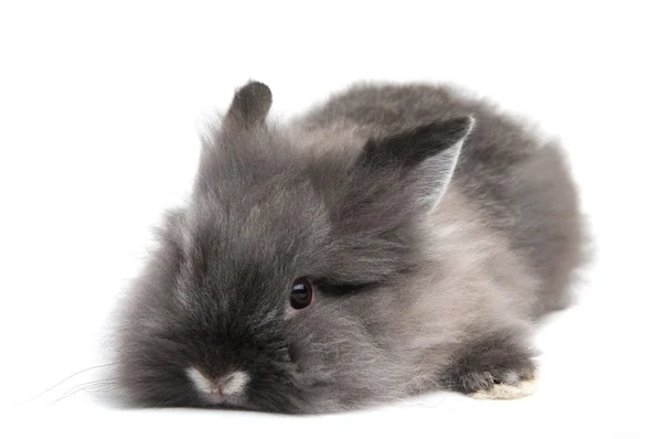 在白色背景上孤立的小黑色兔子 — 图库照片