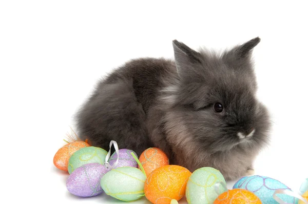 El pequeño conejo y los coloridos huevos de Pascua —  Fotos de Stock