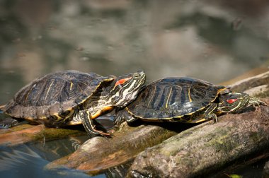 A very colourful Mexican red eared turtle clipart