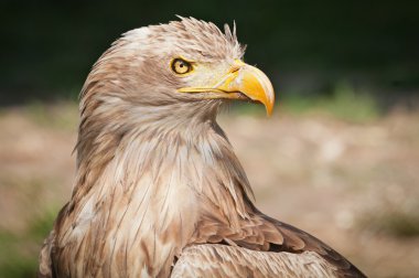 Beyaz kuyruklu kartal / Haliaeetus albicilla