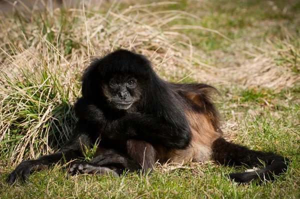 stock image A monkey in a zoo, game and asking for food.