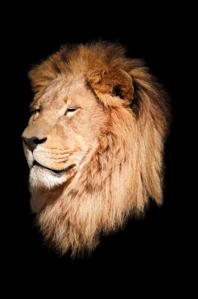 stock image Lion black background