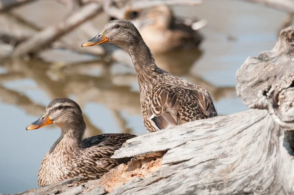 Mallard, Wild Duck, Anas platyrhynchos, Female — Stock Photo, Image