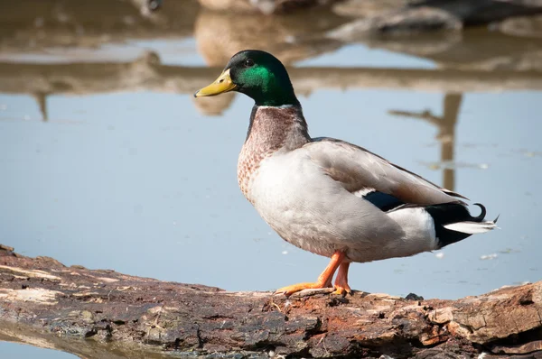 Mooie mannelijke mallard duck — Stockfoto