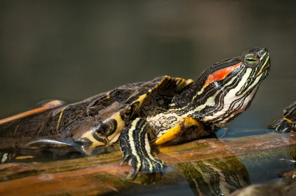 Een zeer kleurrijke Mexicaanse rode Phayre schildpad — Stockfoto
