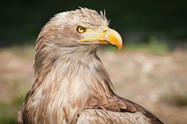 White tailed eagle / Haliaeetus albicilla — Stockfoto