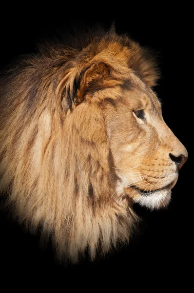 Lion svart bakgrund — Stockfoto