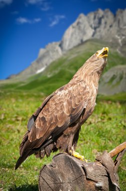 White tailed eagle / Haliaeetus albicilla clipart