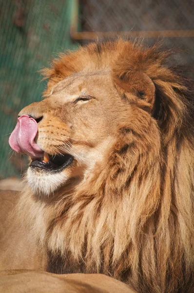 Büyük aslan — Stok fotoğraf