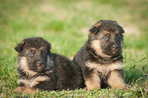 Cachorros pastor alemán — Foto de Stock