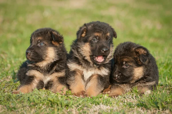 German shepherd puppies — Stock Photo, Image