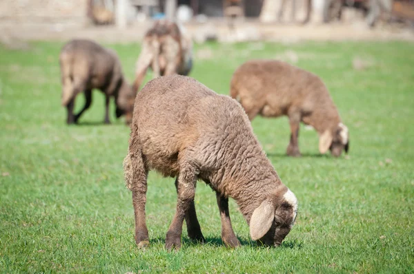 Bir koyunla çayır üzerinde şirin küçük kuzular — Stok fotoğraf