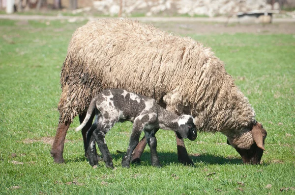 A sheep with cute little lambs on meadow — Stock Photo, Image