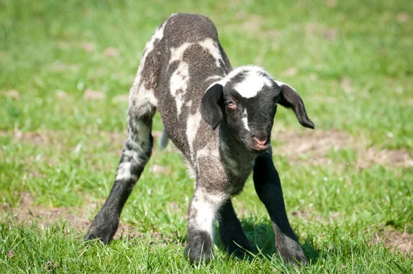 Niedliche junge Schafe — Stockfoto