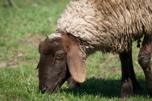 Вівця на лузі — стокове фото