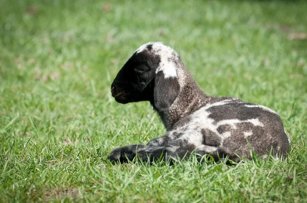 Mignon jeune mouton — Photo