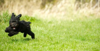 Toy poodle puppy romping. clipart