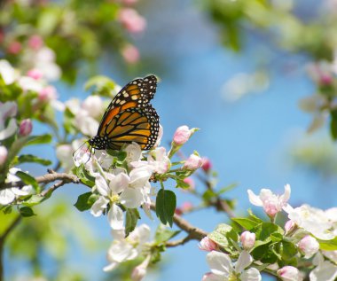 Monarch kelebek bahar.