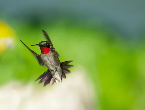 Mužské ruby throated humingbird. — Stock fotografie