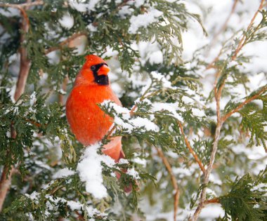 Male northern cardinal in winter. clipart