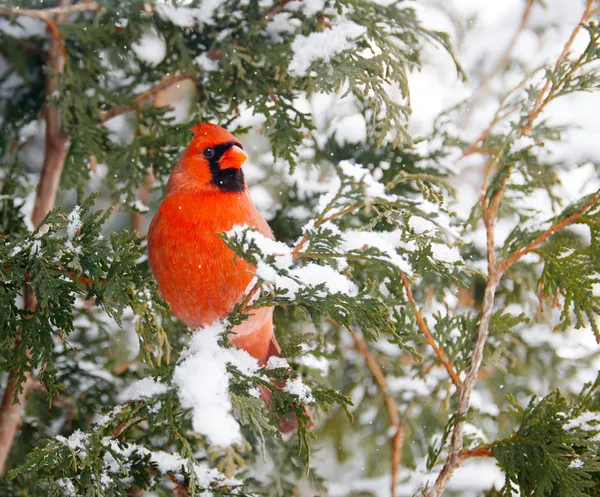 Male northern cardinal in winter. — Stock Photo, Image