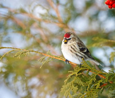 Female Common Redpoll in winter. clipart