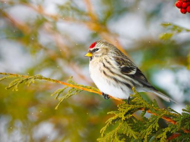 Female Common Redpoll in winter. clipart