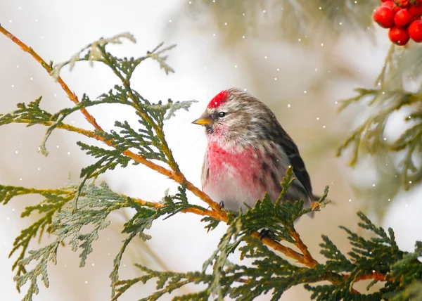 Masculino Comum Redpoll no inverno . — Fotografia de Stock