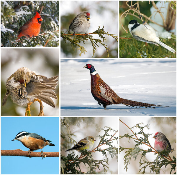 Winter birds collage.